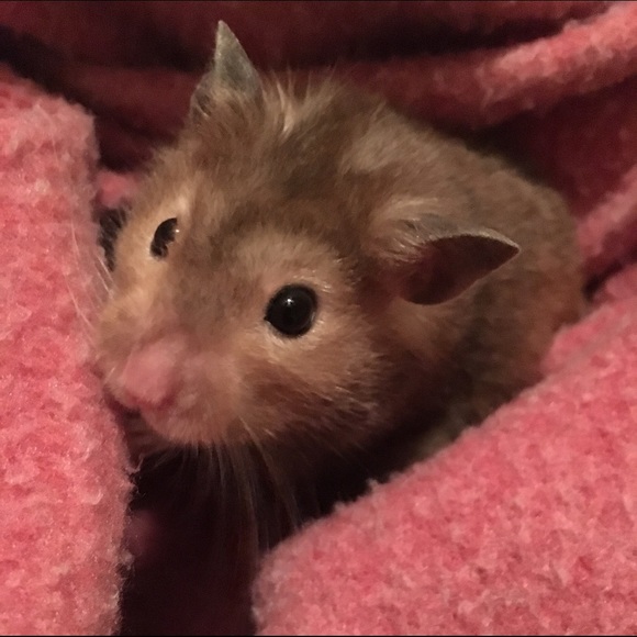 Meet your Posher, Priscilla