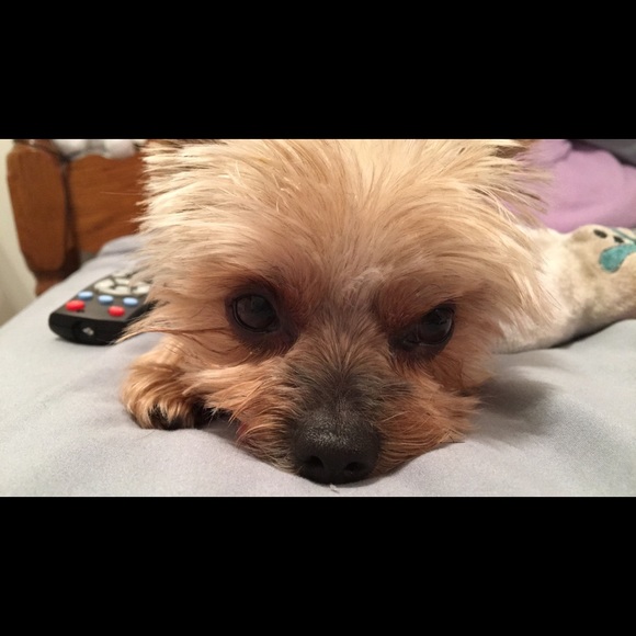 Meet your Posher, Chloe - Picture 1 of 1