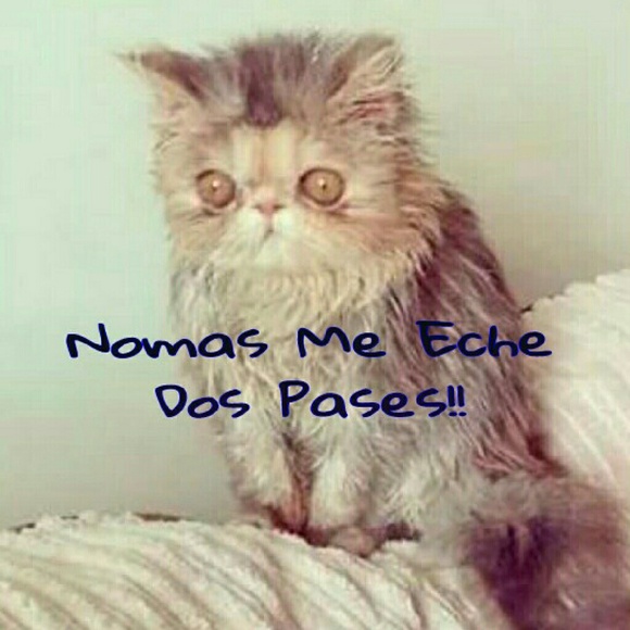 Meet your Posher, Silvia - Picture 1 of 1