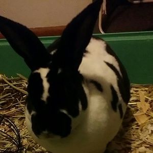 Meet your Posher, Shawnee