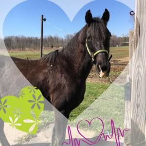 Meet your Posher, Ashlee