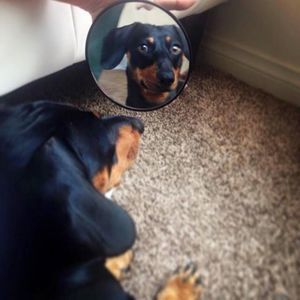 Meet your Posher, Mia