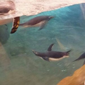 Meet your Posher, Sahar