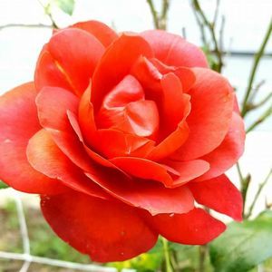 Meet your Posher, Ina