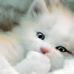 Meet your Posher, Lynn