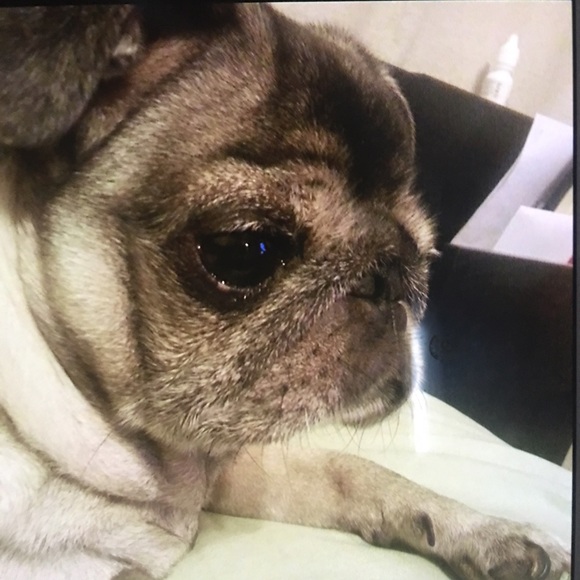 We β€οΈπ our Pets! πΆ - Picture 8 of 9