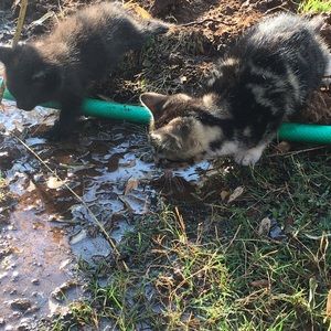 Meet your Posher, Rachel