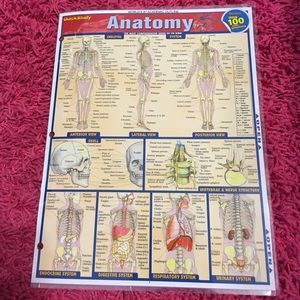 Anatomy Cheat Sheet
