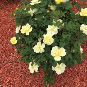 Meet your Posher, Maureen