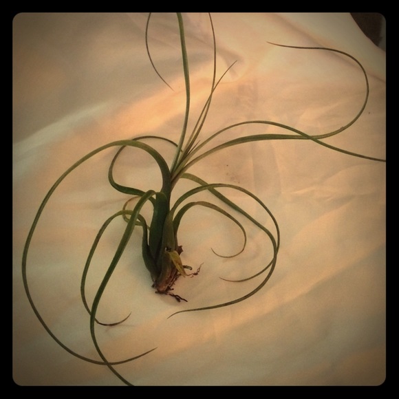 Air plant