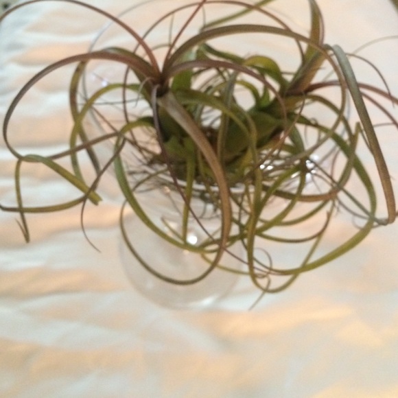 Air plant