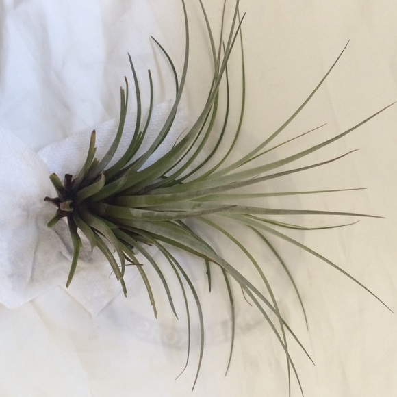 Air plant
