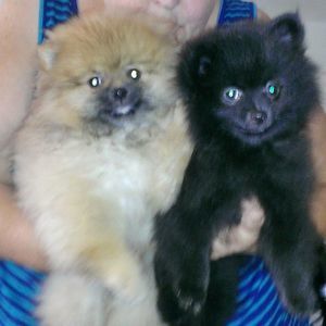 Meet your Posher, Kathie