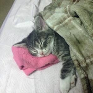 Meet your Posher, Shannon