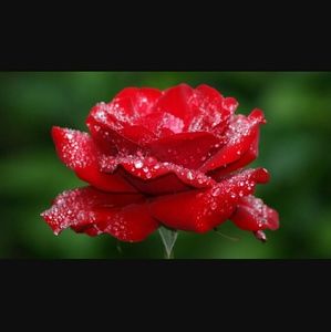 Meet your Posher, Cameryn