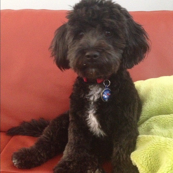 Meet your Posher, Hanna - Picture 1 of 1