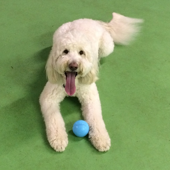 Meet your Posher, Abbe - Picture 4 of 4