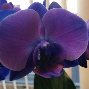 Meet your Posher, Brandi