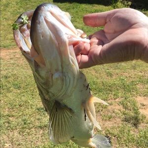 Meet your Posher, Austin