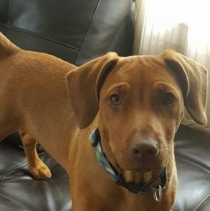 Meet your Posher, Susan