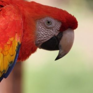 Meet your Posher, Keron