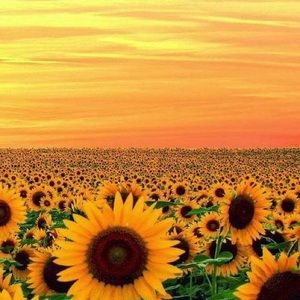 Meet your Posher, Kat