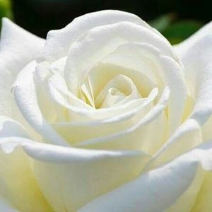 Meet your Posher, Alina