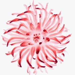 Meet your Posher, Cameron