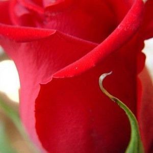 Meet your Posher, Yolanda