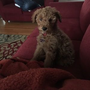 Meet your Posher, Tracy