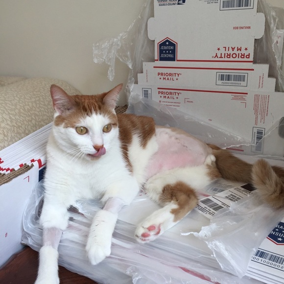 My 3-Legged Kitty is Ready to Ship Packages! - Picture 2 of 4