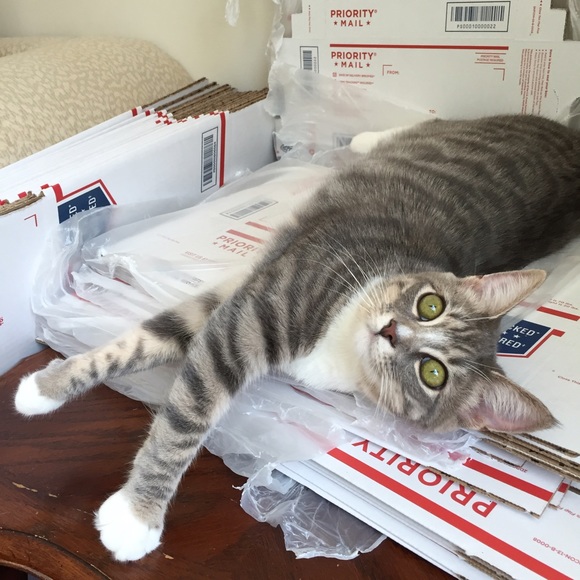 My 3-Legged Kitty is Ready to Ship Packages! - Picture 3 of 4