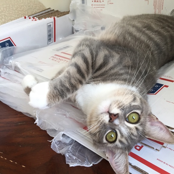 My 3-Legged Kitty is Ready to Ship Packages! - Picture 4 of 4