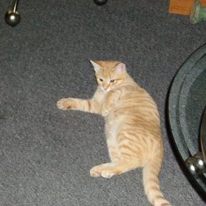 Meet your Posher, Rose