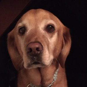 Meet your Posher, Allyse