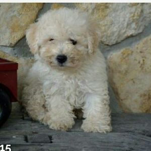 Meet your Posher, Denise