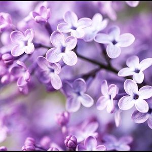 Meet your Posher, Bonnie