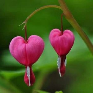 Meet your Posher, Rodriga