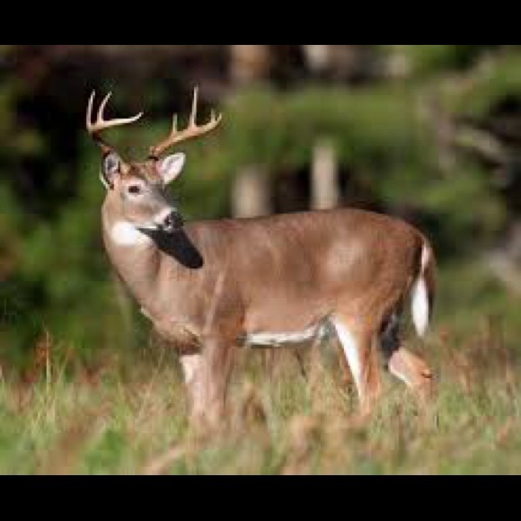 Meet your Posher, Jeanna - Picture 1 of 1