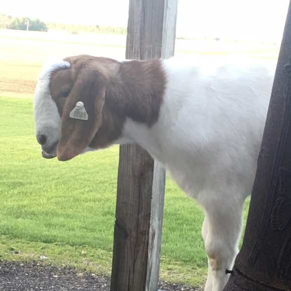 Meet your Posher, Trish