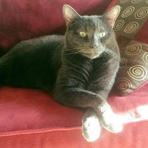 Meet your Posher, Allison