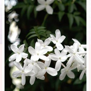 Meet your Posher, Susannah