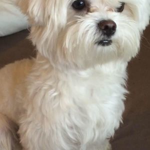 Meet your Posher, Tram