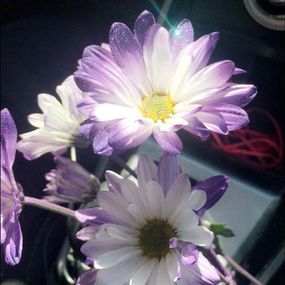 Meet your Posher, Gaby - Picture 2 of 2