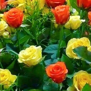 Meet your Posher, Camille