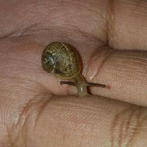 Meet your Posher, Faline