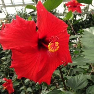 Meet your Posher, Lucy