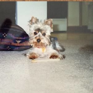 Meet your Posher, Donna