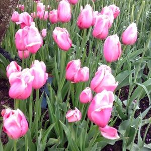 Meet your Posher, Alexia