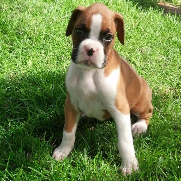 Meet your Posher, Debbie - Picture 1 of 1